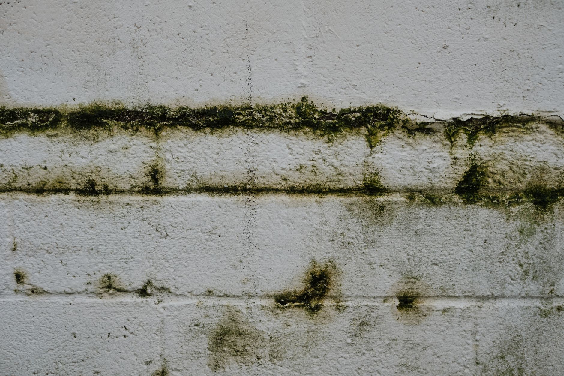 green mold and moss growing on an old brick wall
